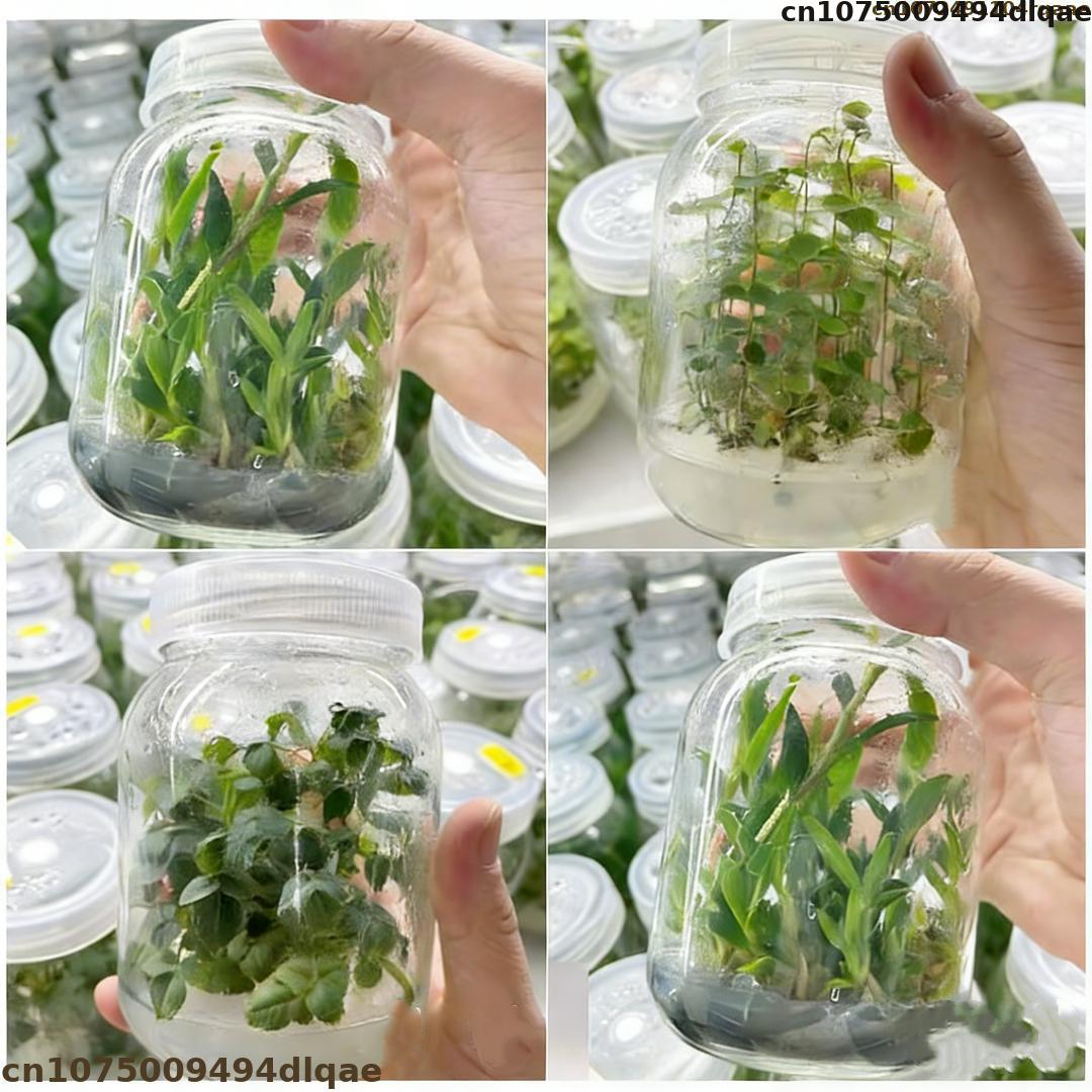 Pflanzengewebekultur-Agarpulve – Agar Tissue Culture Bewertung und Preis